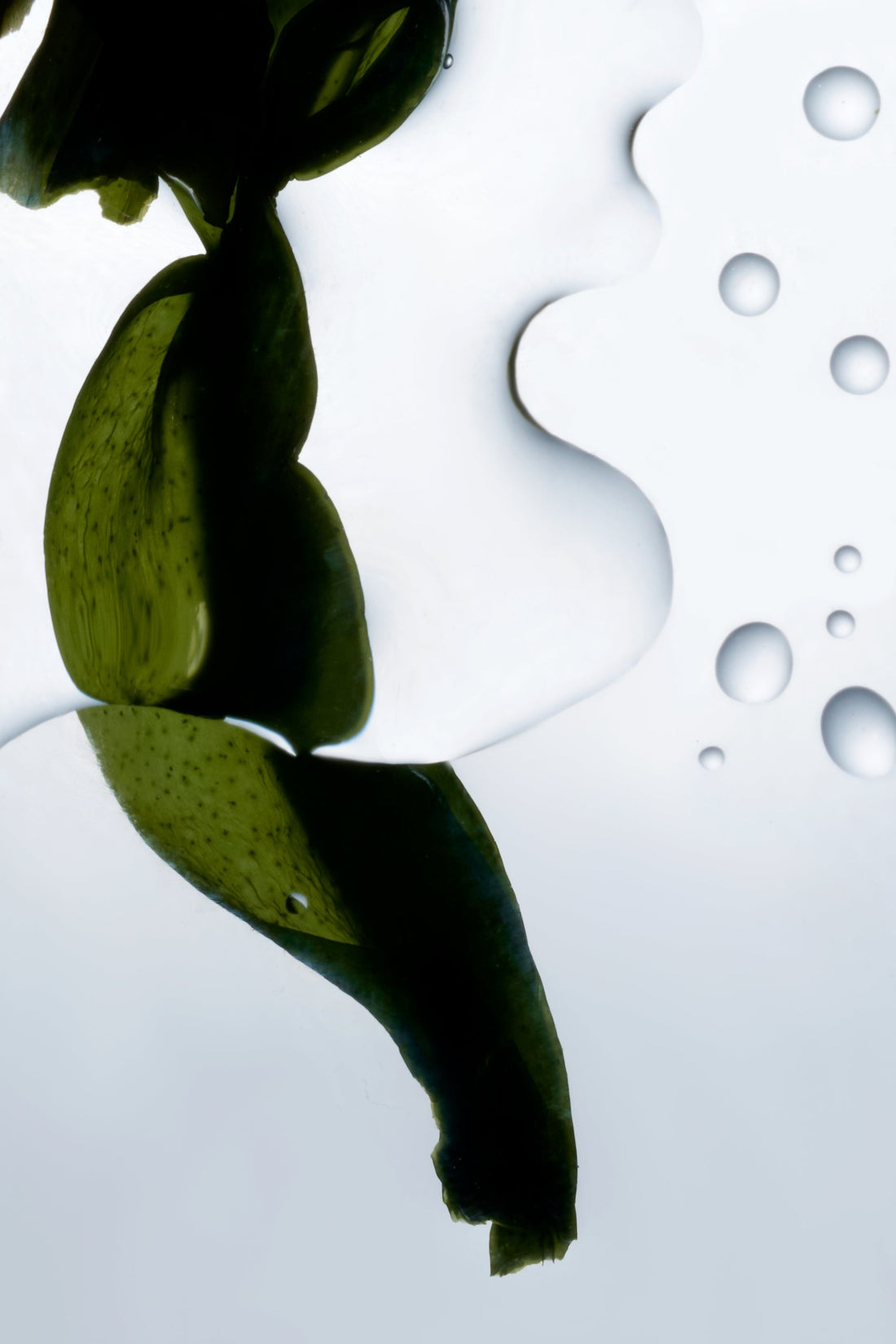 Algae in a bubble of water 