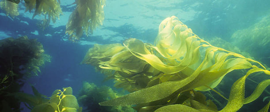 Algae and Skin Longevity: Why the Oldest Life on Earth is the Future of Skin