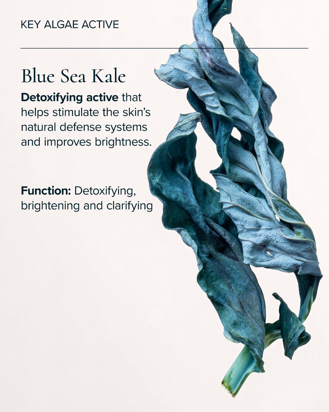 functions/ key actives for the blue sea kale (vitamin sea serum)