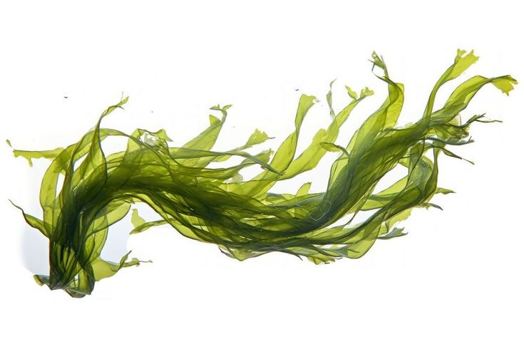 Alaria Esculenta, used in MARA Universal Face Oil