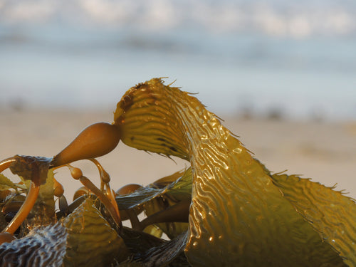 Brown Algae | Mara Beauty