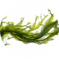 Alaria Esculenta Extract