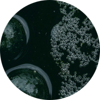 Arctic Algae