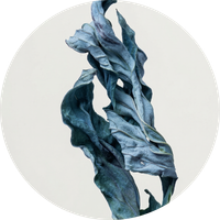 blue sea kale