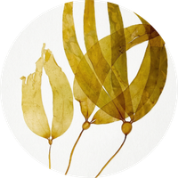 Cystoseira Tamariscifolia