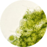Haematococcus Pluvialis