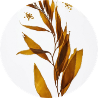 Laminaria Ochroleuca Extract