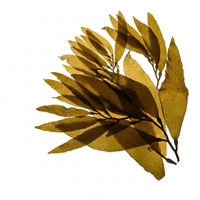 Pelvetia Canaliculata Extract