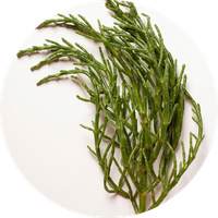Salicornia Herbacea