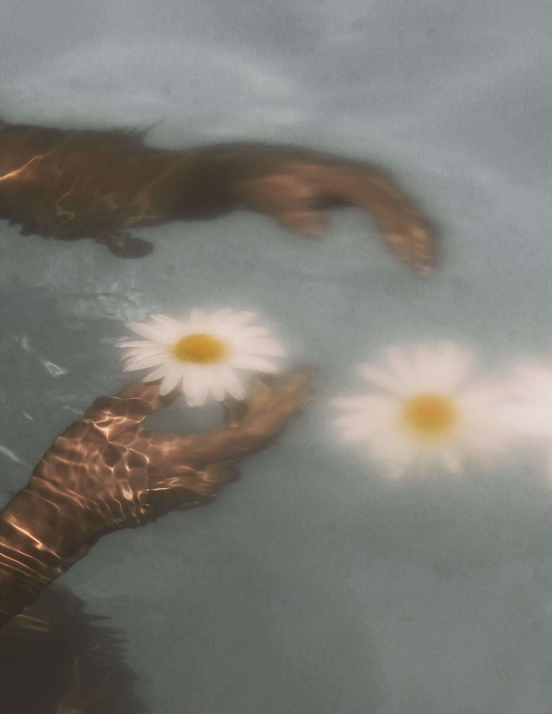 Daisies floating in water with hands