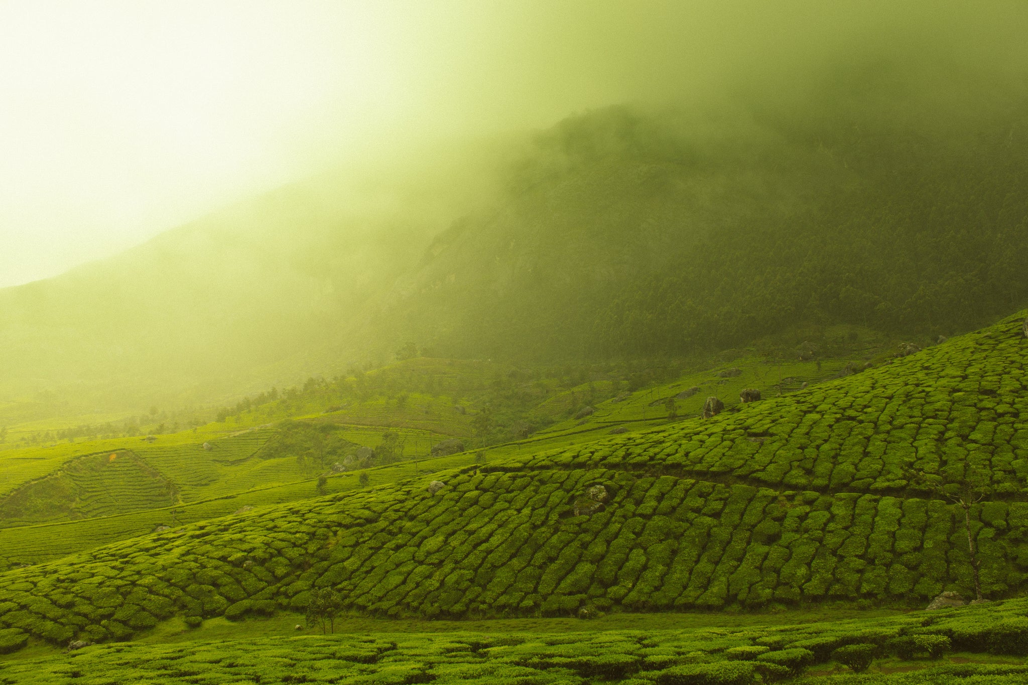 Fermented Green Tea | Mara Beauty