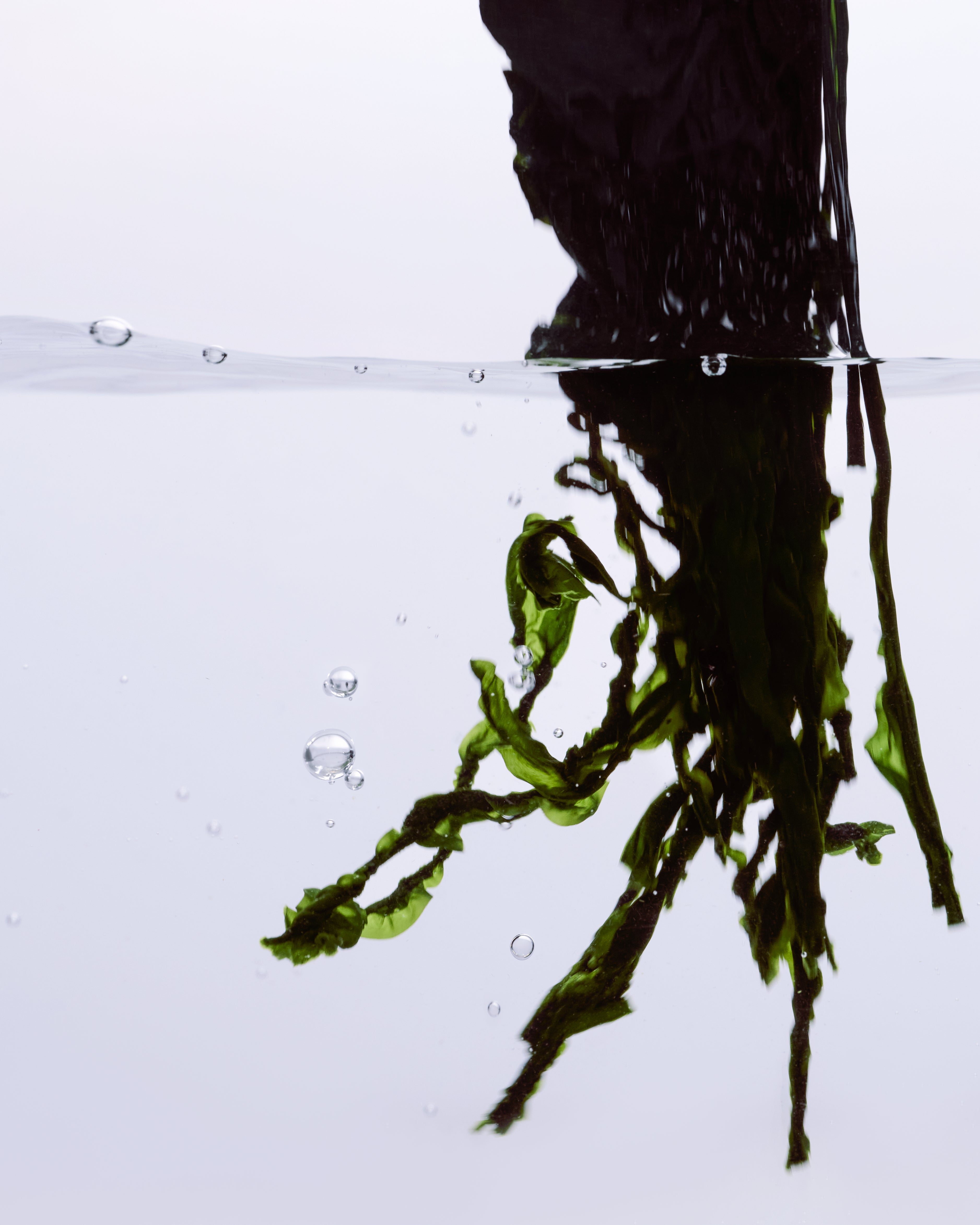 Algae submerged in water 