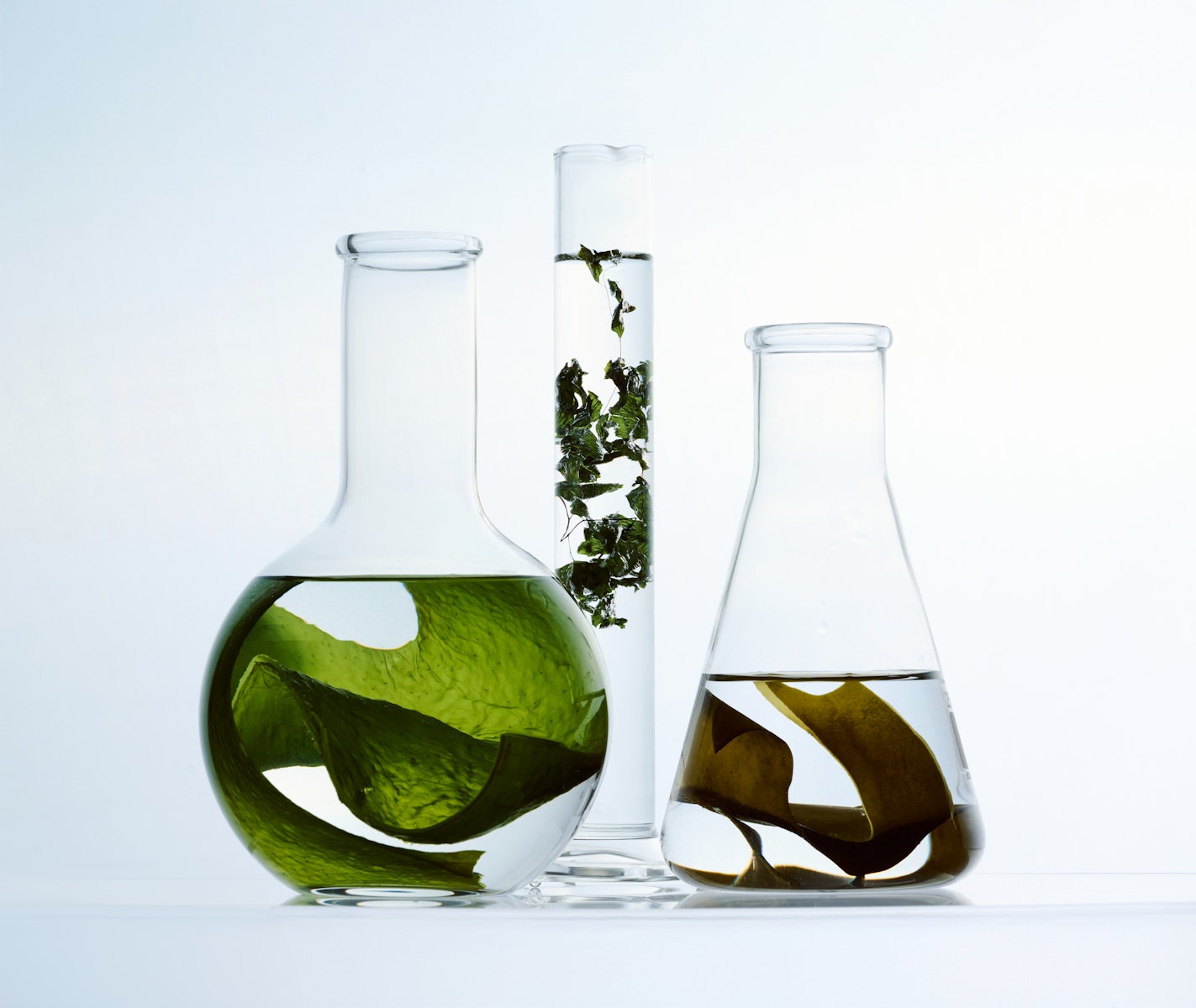 Beakers filled with algae and water 