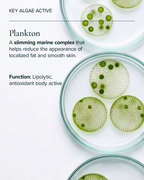 Key Algae Active Plankton