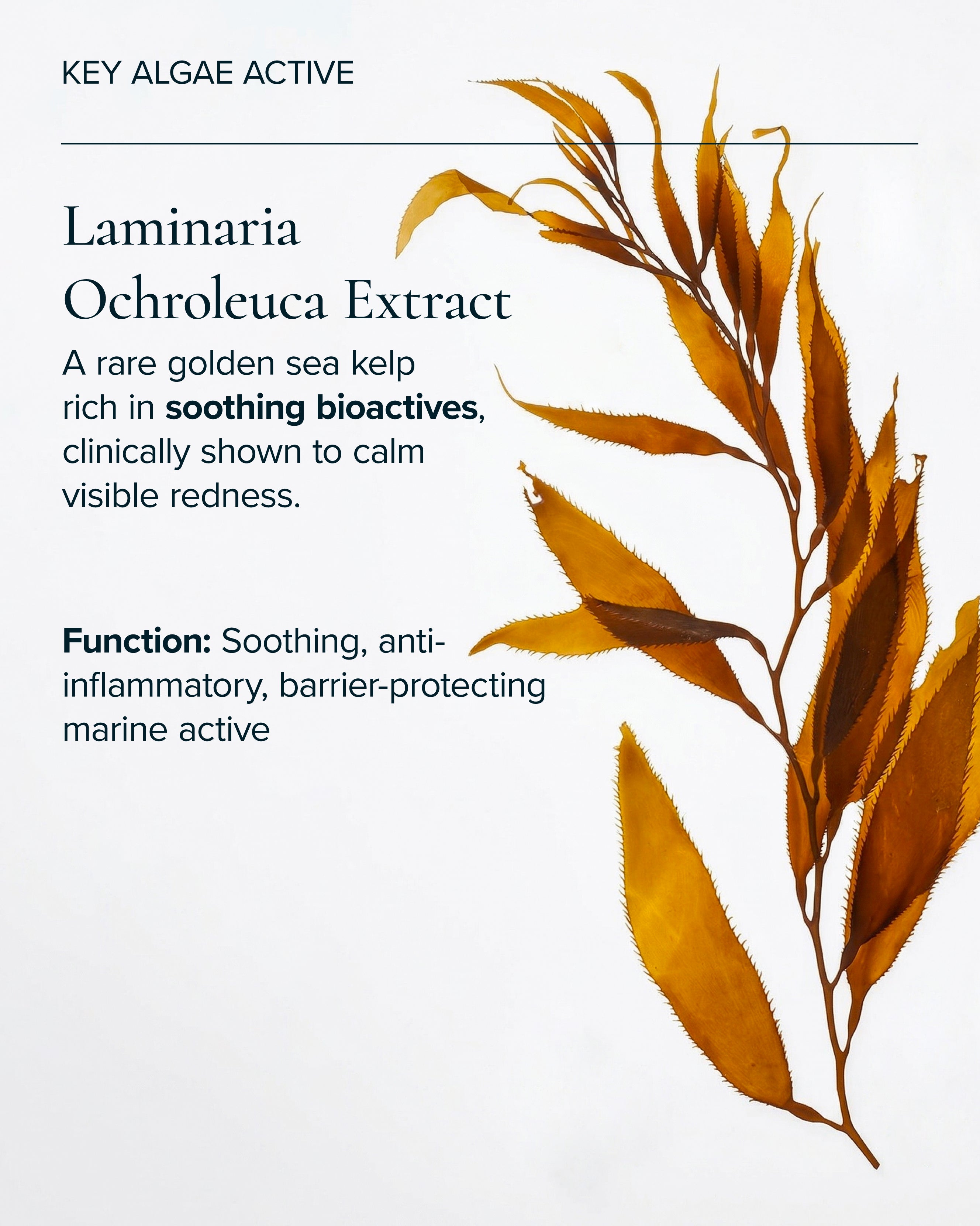 Algae active in algae retinol oil 