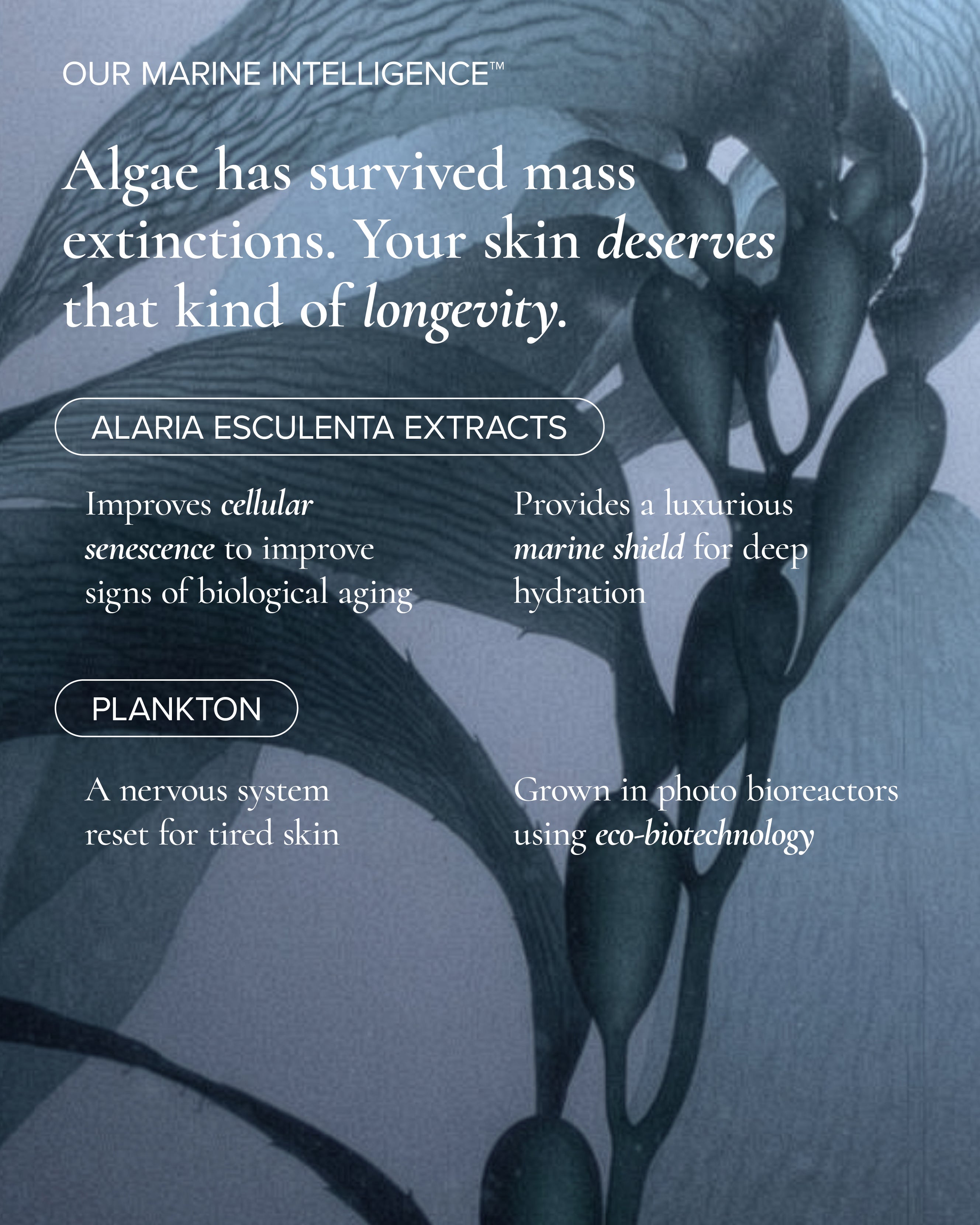 Marine intelligence of MARA Sea Kale Sunscreen 