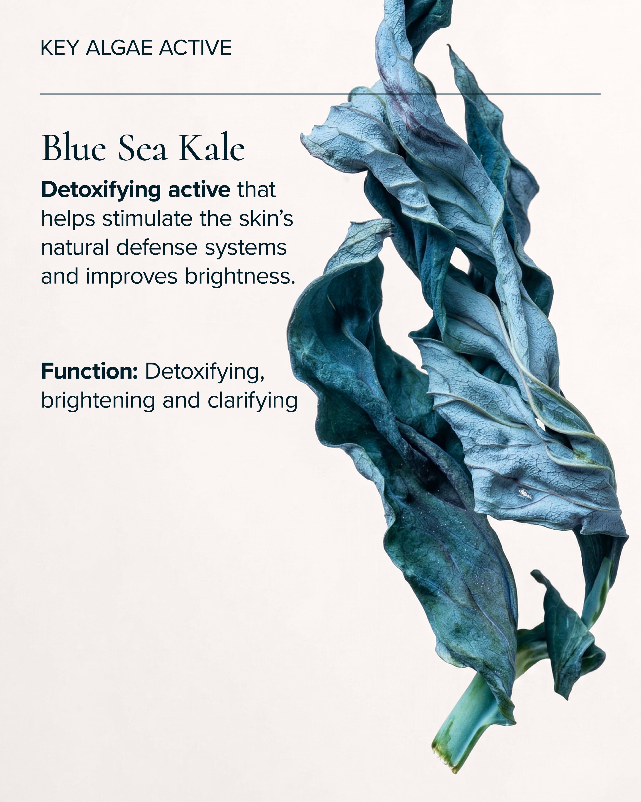 Key algae active in MARA Sea Kale Sunscreen 