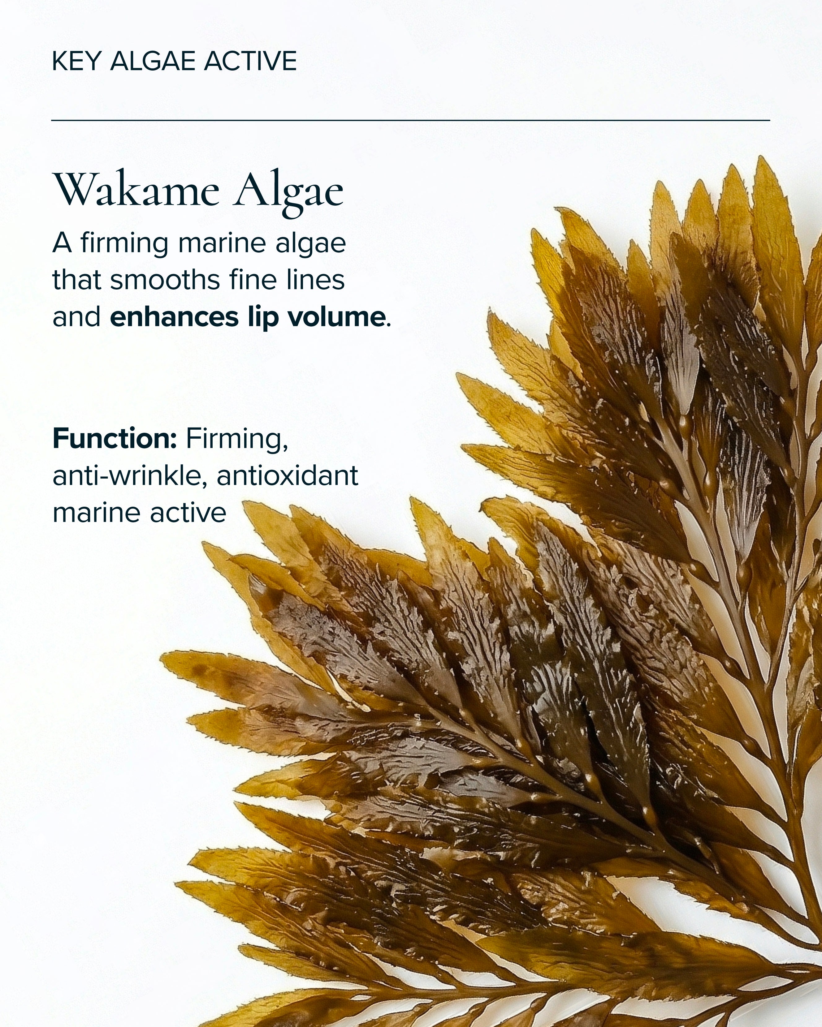 Key Algae Active in MARA Sea Silk Lip Balm Sea Latte