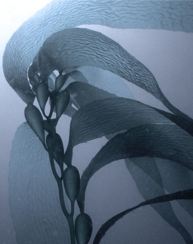 kelp underwater