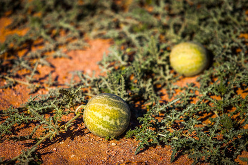 Kalahari Watermelon Seed Oil | Mara Beauty