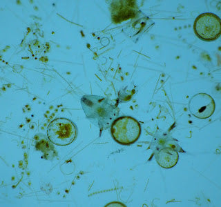 Plankton Extract | Mara Beauty