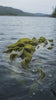 Kelp in ocean 