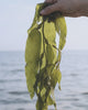 Hand holding kelp at beach