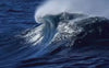 video montage of algae and ocean and MARA products