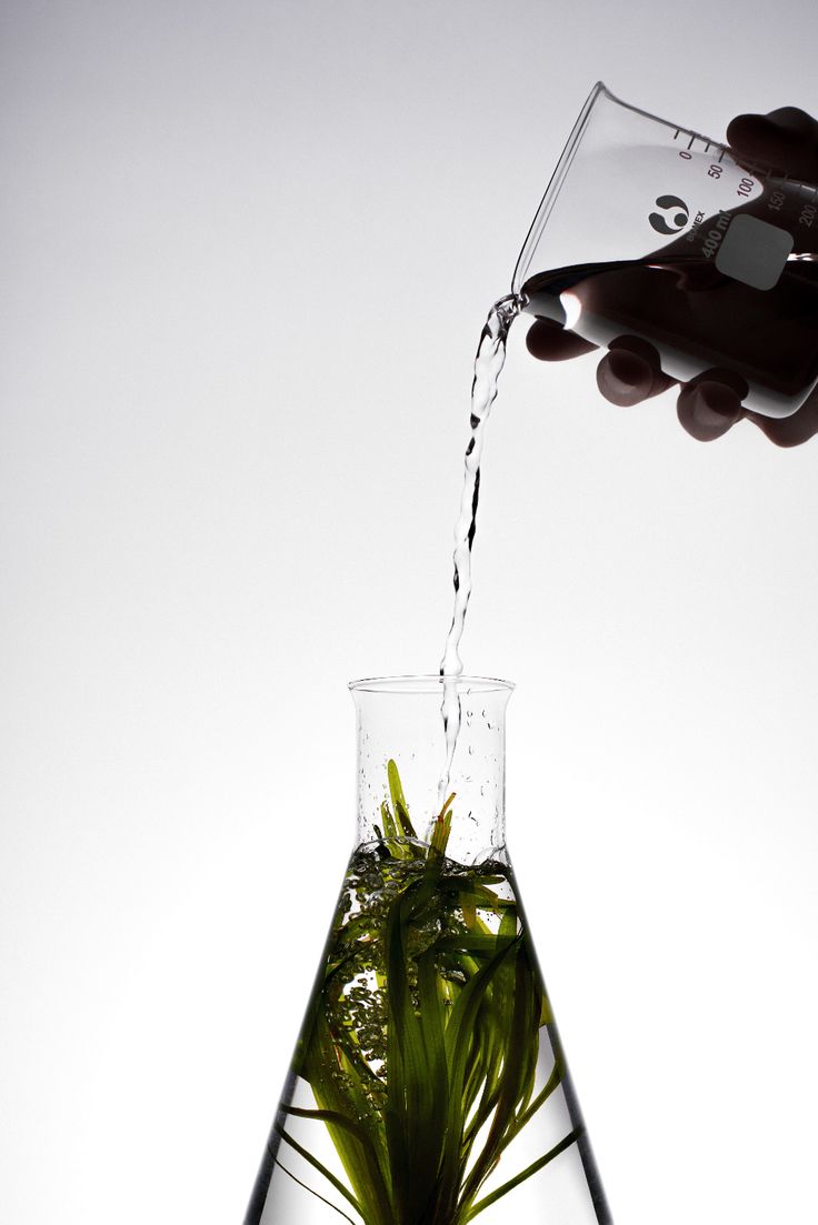 algae history video