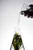 algae history video