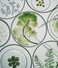 Algae in Dishes 